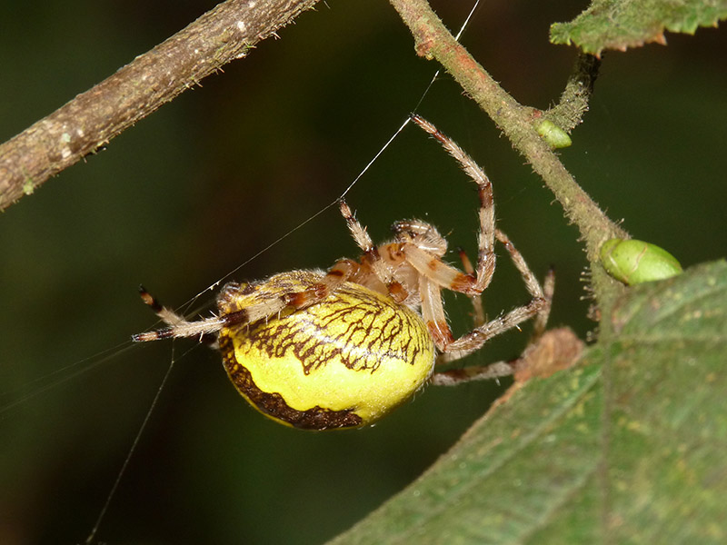 Araneus marmoreus - Lagozza di Besnate (VA)